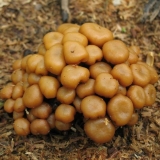 Jesu li se gljive pojavile u baškiriji: mjesta za gljive i pravila sakupljanja